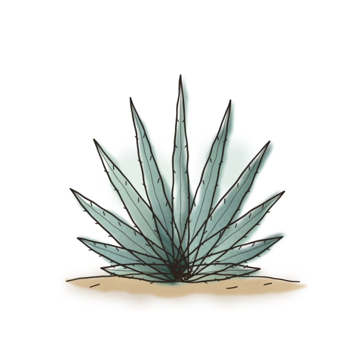 Ilustración en acuarela: agave espadín.